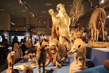 特別展「大哺乳類展３－わけてつなげて大行進」に投稿された画像（2024/4/16）