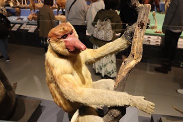 特別展「大哺乳類展３－わけてつなげて大行進」に投稿された画像（2024/4/16）