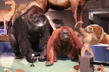 特別展「大哺乳類展３－わけてつなげて大行進」に投稿された画像（2024/4/16）