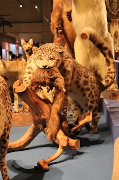 特別展「大哺乳類展３－わけてつなげて大行進」に投稿された画像（2024/4/16）