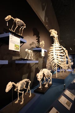 特別展「大哺乳類展３－わけてつなげて大行進」に投稿された画像（2024/4/16）