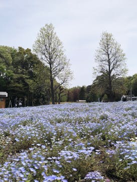 浜名湖花博2024に投稿された画像（2024/4/16）