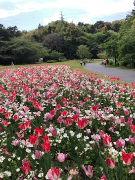 浜名湖花博2024に投稿された画像（2024/4/16）
