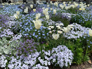 浜名湖花博2024に投稿された画像（2024/4/16）