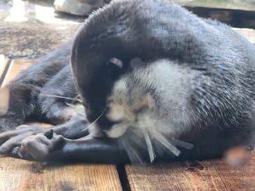 仙台うみの杜水族館に投稿された画像（2024/4/17）
