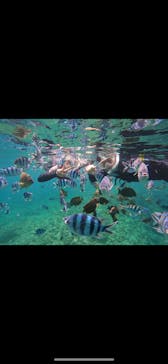 武藤潜水に投稿された画像（2024/4/17）