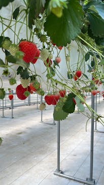 ICHIGOHOUSE.MITAKAに投稿された画像（2024/4/17）