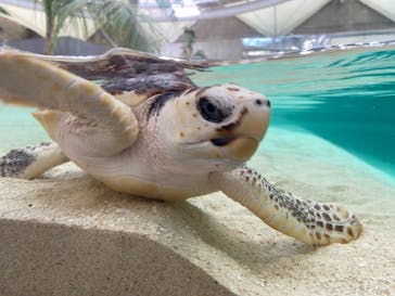鴨川シーワールドに投稿された画像（2024/4/17）
