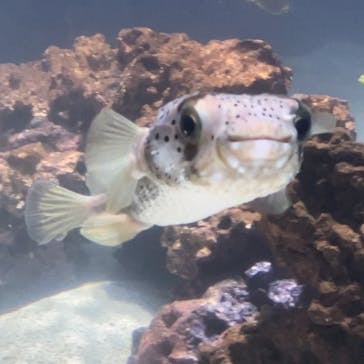 DMMかりゆし水族館に投稿された画像（2024/4/17）