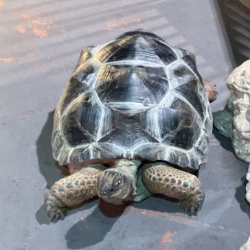 DMMかりゆし水族館に投稿された画像（2024/4/17）
