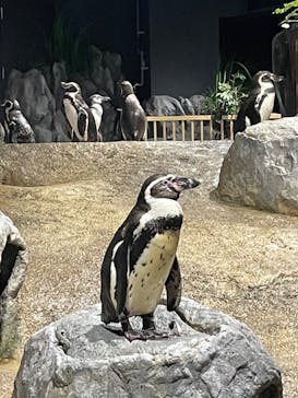 DMMかりゆし水族館に投稿された画像（2024/4/17）