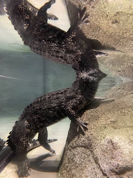 DMMかりゆし水族館に投稿された画像（2024/4/17）