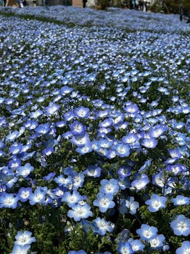 浜名湖花博2024に投稿された画像（2024/4/17）