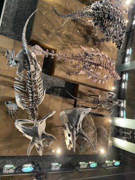 福井県立恐竜博物館に投稿された画像（2024/4/17）