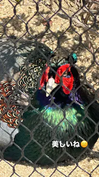 天王寺動物園に投稿された画像（2024/4/17）