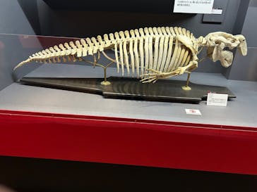 特別展「大哺乳類展３－わけてつなげて大行進」に投稿された画像（2024/4/17）