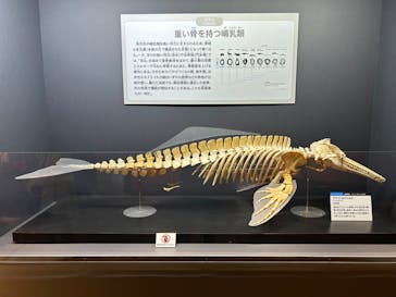 特別展「大哺乳類展３－わけてつなげて大行進」に投稿された画像（2024/4/17）