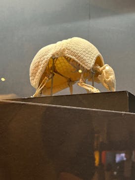 特別展「大哺乳類展３－わけてつなげて大行進」に投稿された画像（2024/4/17）