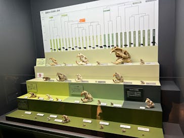 特別展「大哺乳類展３－わけてつなげて大行進」に投稿された画像（2024/4/17）