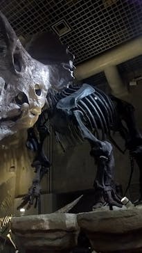 国立科学博物館に投稿された画像（2024/4/18）