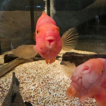 DMMかりゆし水族館に投稿された画像（2024/4/18）