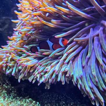 DMMかりゆし水族館に投稿された画像（2024/4/18）