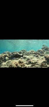 沖縄マリンサービス碧に投稿された画像（2024/4/18）