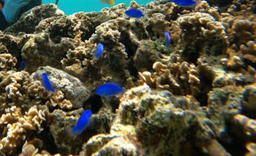 武藤潜水に投稿された画像（2024/4/18）