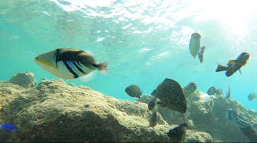 武藤潜水に投稿された画像（2024/4/18）