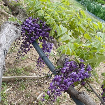 浜名湖花博2024に投稿された画像（2024/4/18）