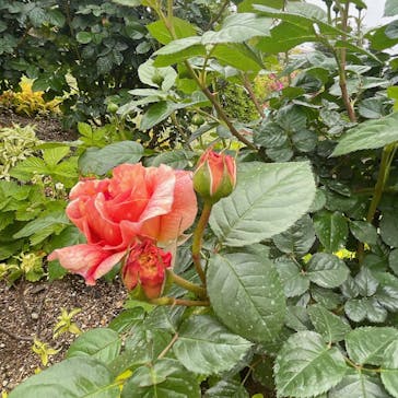 浜名湖花博2024に投稿された画像（2024/4/18）