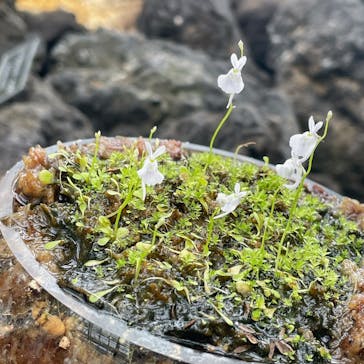 浜名湖花博2024に投稿された画像（2024/4/18）
