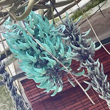 浜名湖花博2024に投稿された画像（2024/4/18）