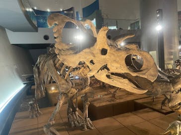 福井県立恐竜博物館に投稿された画像（2024/4/18）