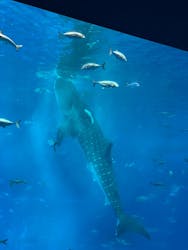 沖縄美ら海水族館に投稿された画像（2024/4/18）