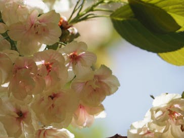 とっとり花回廊に投稿された画像（2024/4/18）