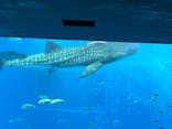 沖縄美ら海水族館に投稿された画像（2024/4/19）