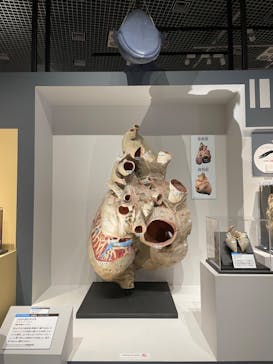 特別展「大哺乳類展３－わけてつなげて大行進」に投稿された画像（2024/4/19）