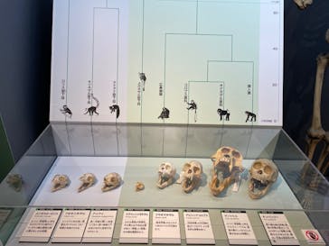 特別展「大哺乳類展３－わけてつなげて大行進」に投稿された画像（2024/4/19）