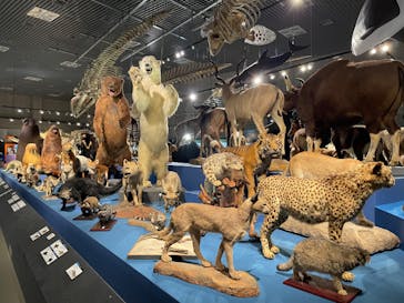 特別展「大哺乳類展３－わけてつなげて大行進」に投稿された画像（2024/4/19）