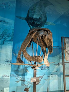 福井県立恐竜博物館に投稿された画像（2024/4/19）