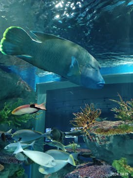 DMMかりゆし水族館に投稿された画像（2024/4/19）