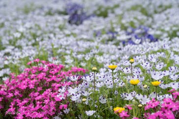 浜名湖花博2024に投稿された画像（2024/4/19）