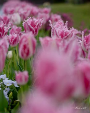 浜名湖花博2024に投稿された画像（2024/4/19）