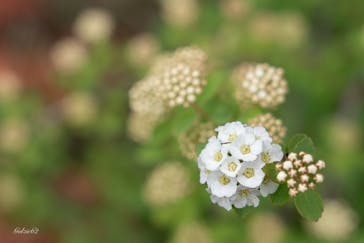 浜名湖花博2024に投稿された画像（2024/4/19）