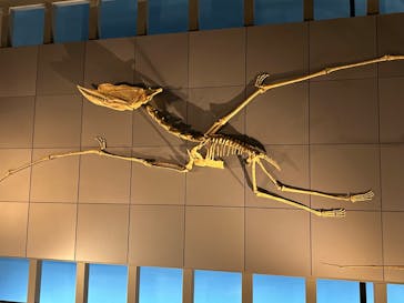 福井県立恐竜博物館に投稿された画像（2024/4/19）