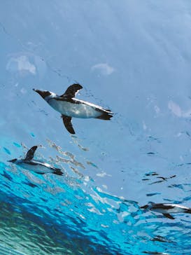 サンシャイン水族館に投稿された画像（2024/4/19）