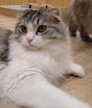 猫カフェモカ　イオンモール水戸内原店に投稿された画像（2024/4/19）