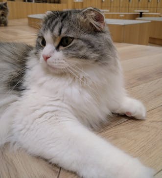 猫カフェモカ　イオンモール水戸内原店に投稿された画像（2024/4/19）