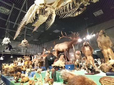 特別展「大哺乳類展３－わけてつなげて大行進」に投稿された画像（2024/4/19）